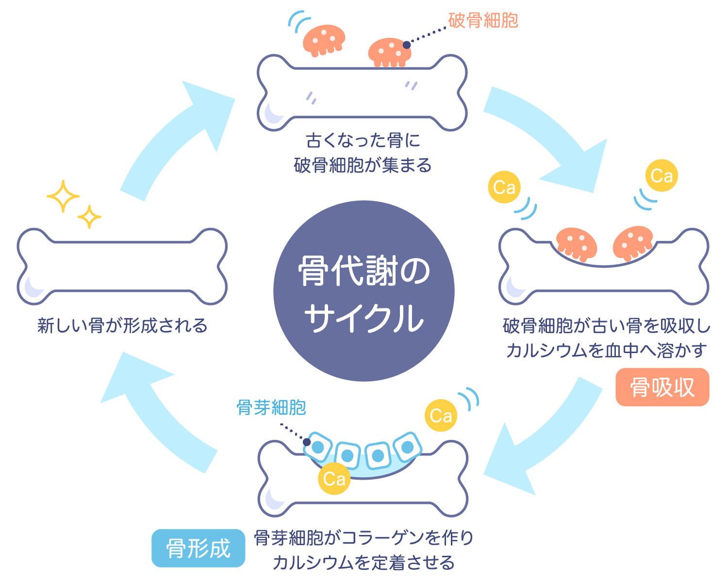 骨代謝の図解